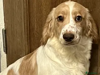 Cocker Spaniel dogs Working Cocker Spaniels - Advert 6