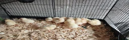 Chickens poultry for sale: 1 week old leghorn hybrids chicks - Advert 3
