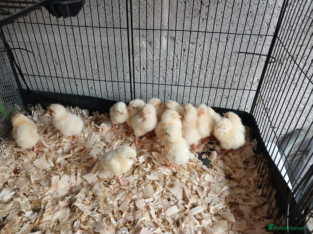 Chickens poultry for sale: 1 week old leghorn hybrids chicks - Advert 3