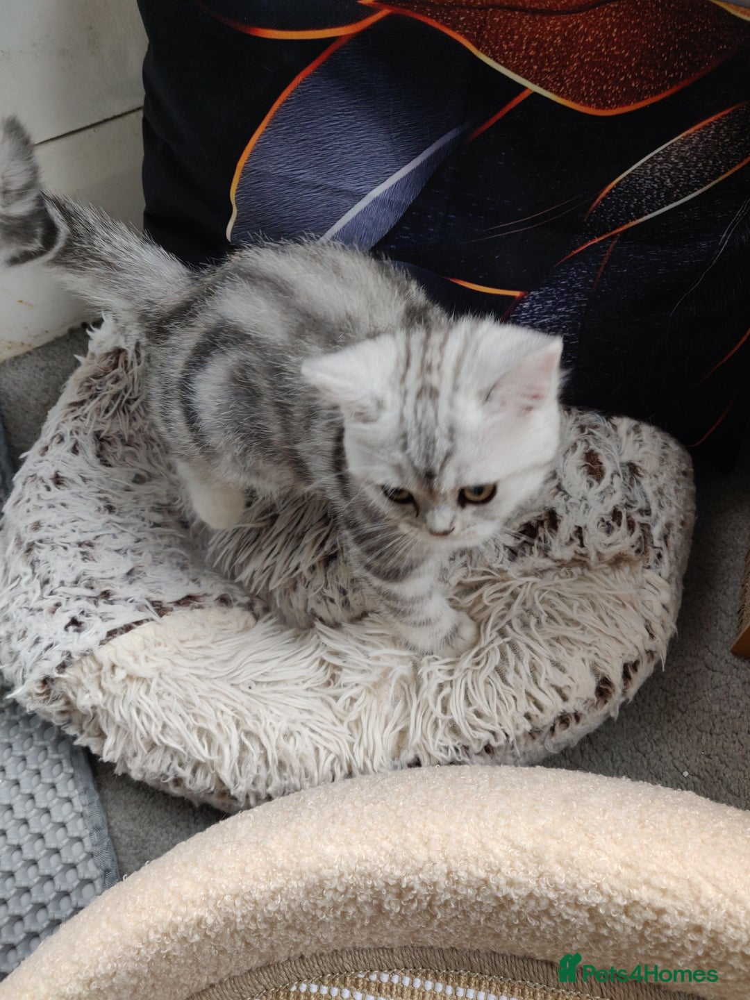British Shorthair cats for sale: Cat for sale  - Image 2