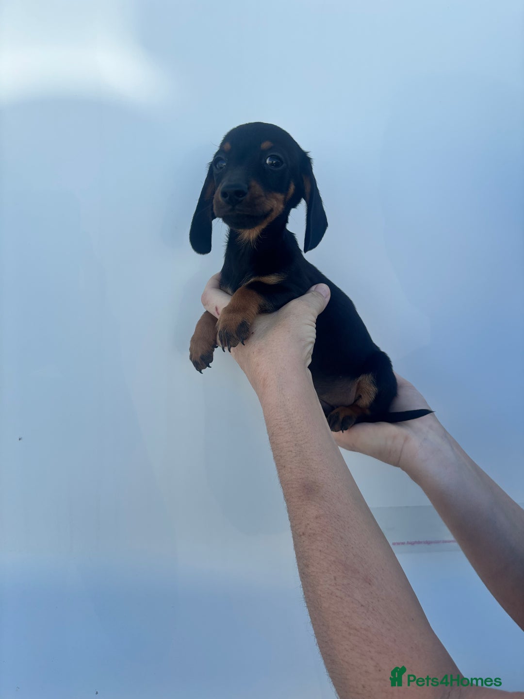 Dachshund dogs for sale: Miniature dachshund puppies  - Image 5