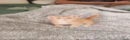 Mixed Breed cats for sale: Cute ginger kitten left - Advert 9