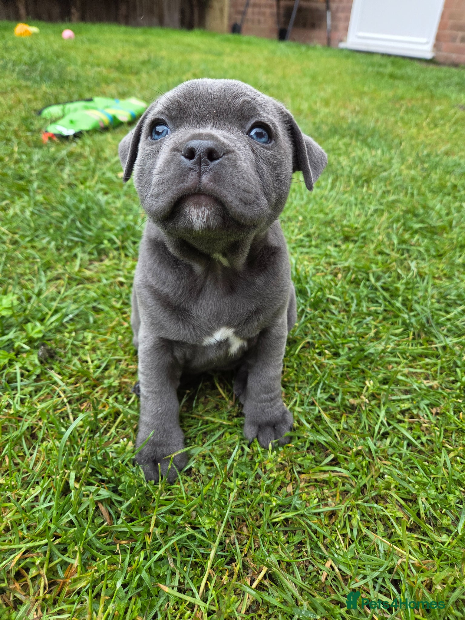 Staffordshire Bull Terrier dogs LAST KC Staffordshire Bull Terrier  - Advert 18