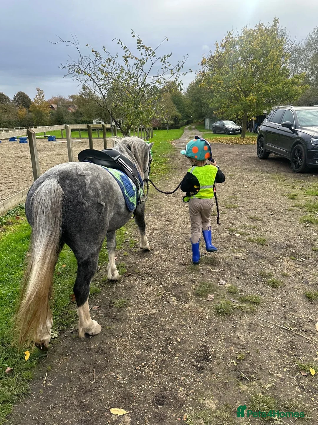 Welsh Section A horses for sale: Lead rein / First Ridden - Advert 6