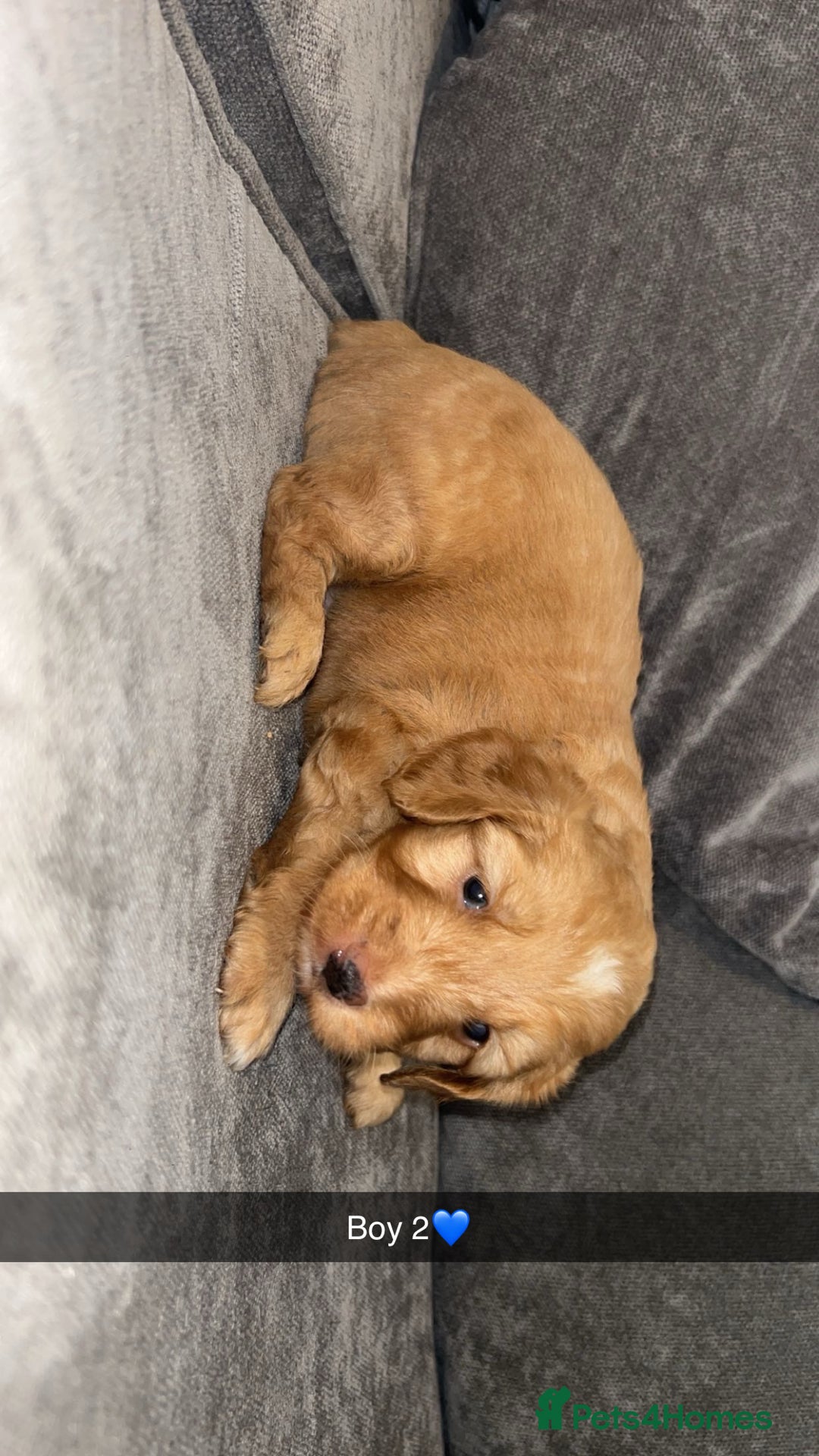 Cockapoo dogs for sale: Cockapoo puppies - Image 9