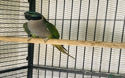 Parakeets birds for sale: Lord Derbyan Parrot for sale.👍QUICK SALE 👍 - Image 6