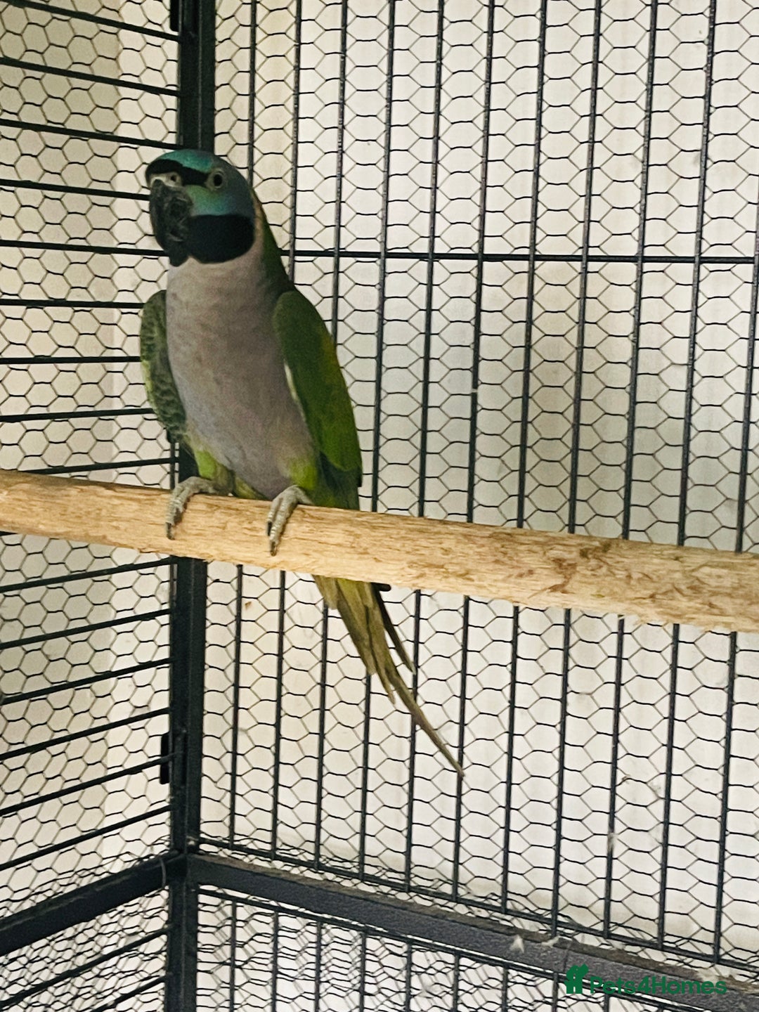 Parakeets birds for sale: Lord Derbyan Parrot for sale.👍QUICK SALE 👍 - Image 6