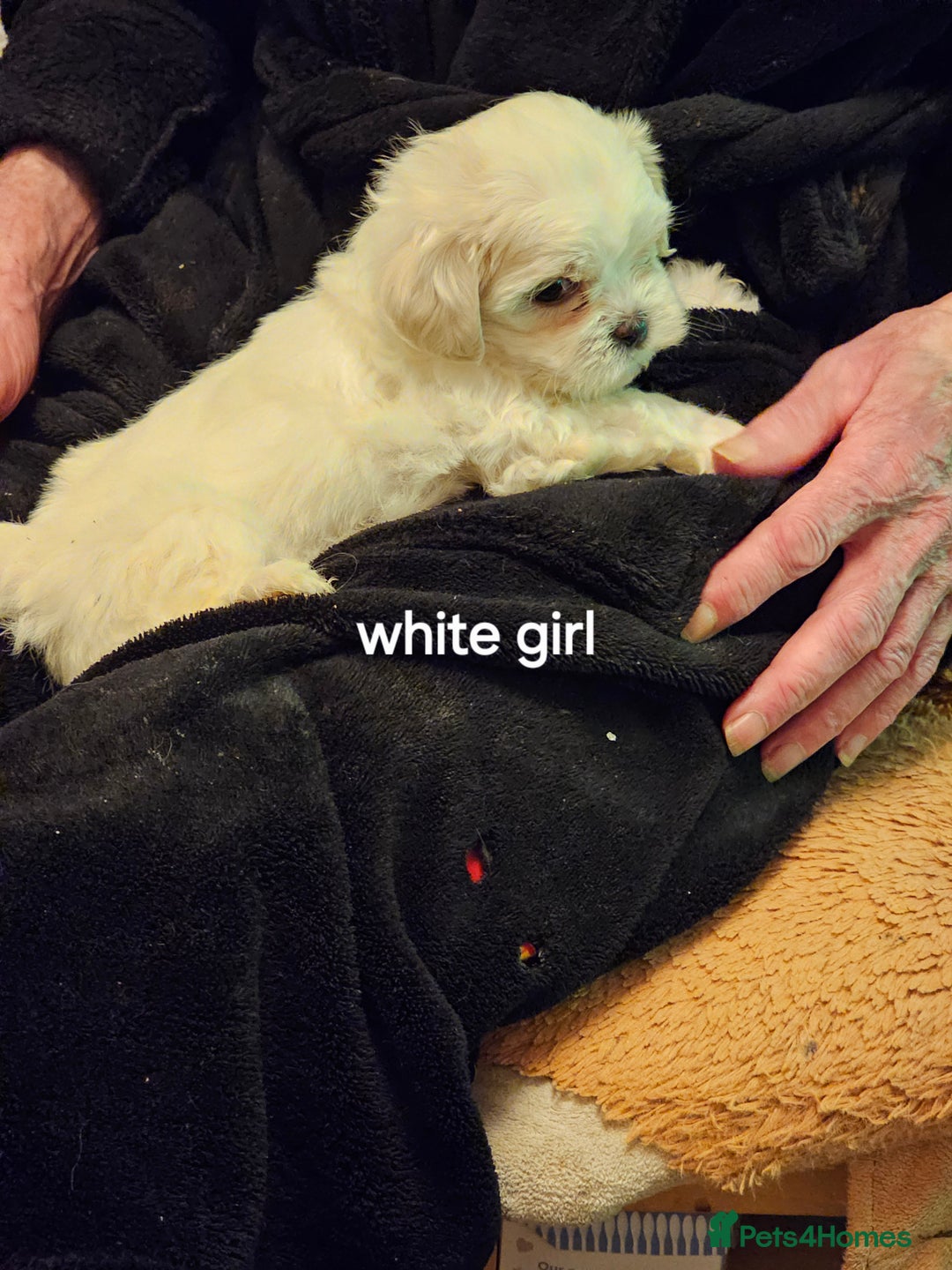 Malshi dogs for sale: GORGEOUS MALSHI PUPPIES AVAILABLE - Advert 6