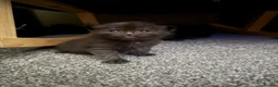 Mixed Breed cats for sale: Male kittens in Yeovil - Advert 4