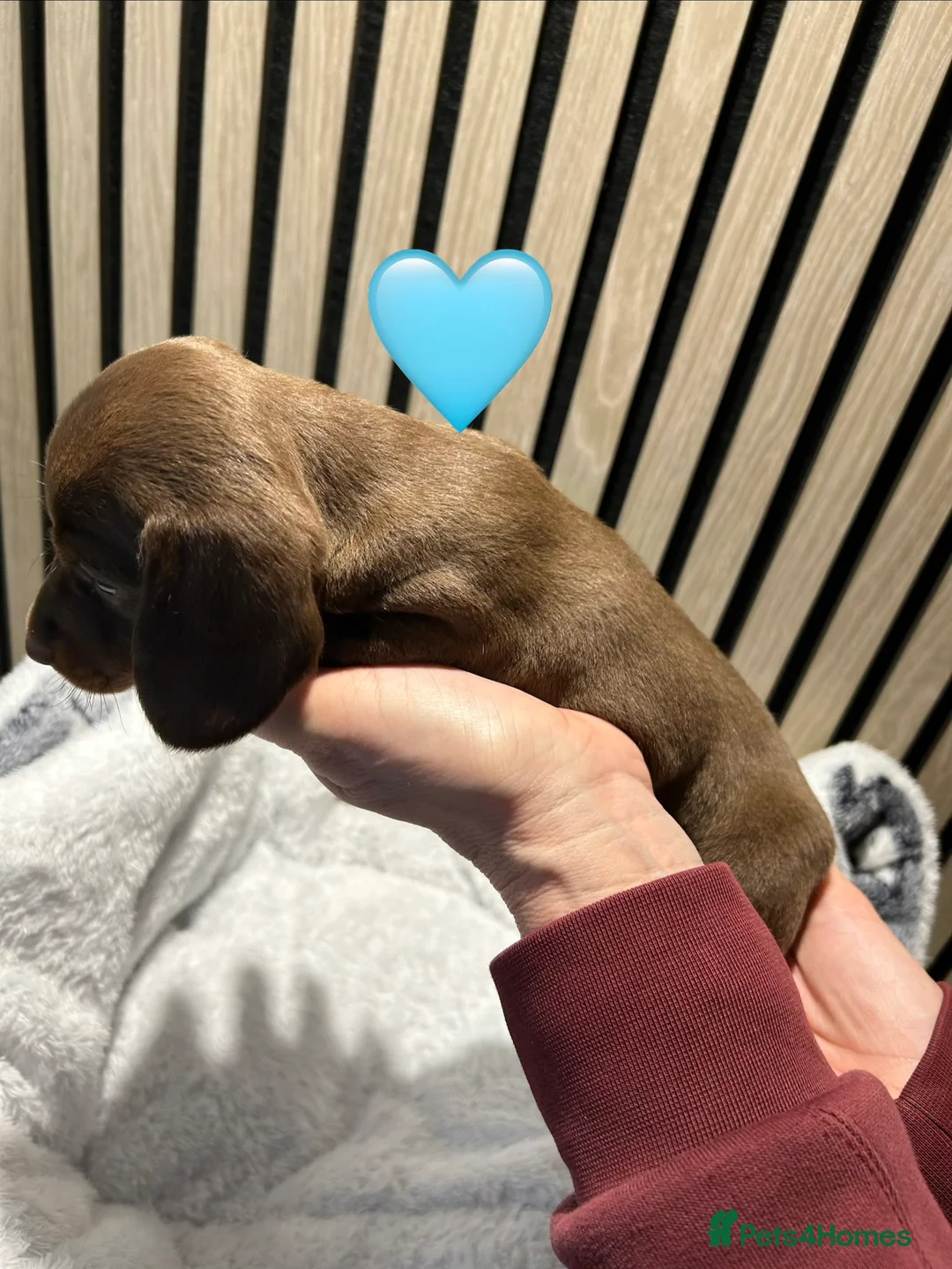 Miniature Dachshund dogs for sale: 4 beautiful miniature dachshund puppies - Advert 16