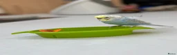 Budgerigars birds for sale: Blue & Coco – Beautiful Budgie Boys in London - Advert 13