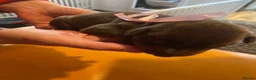 Dobermann dogs for sale: Doberman puppies beautiful temperament  - Advert 14