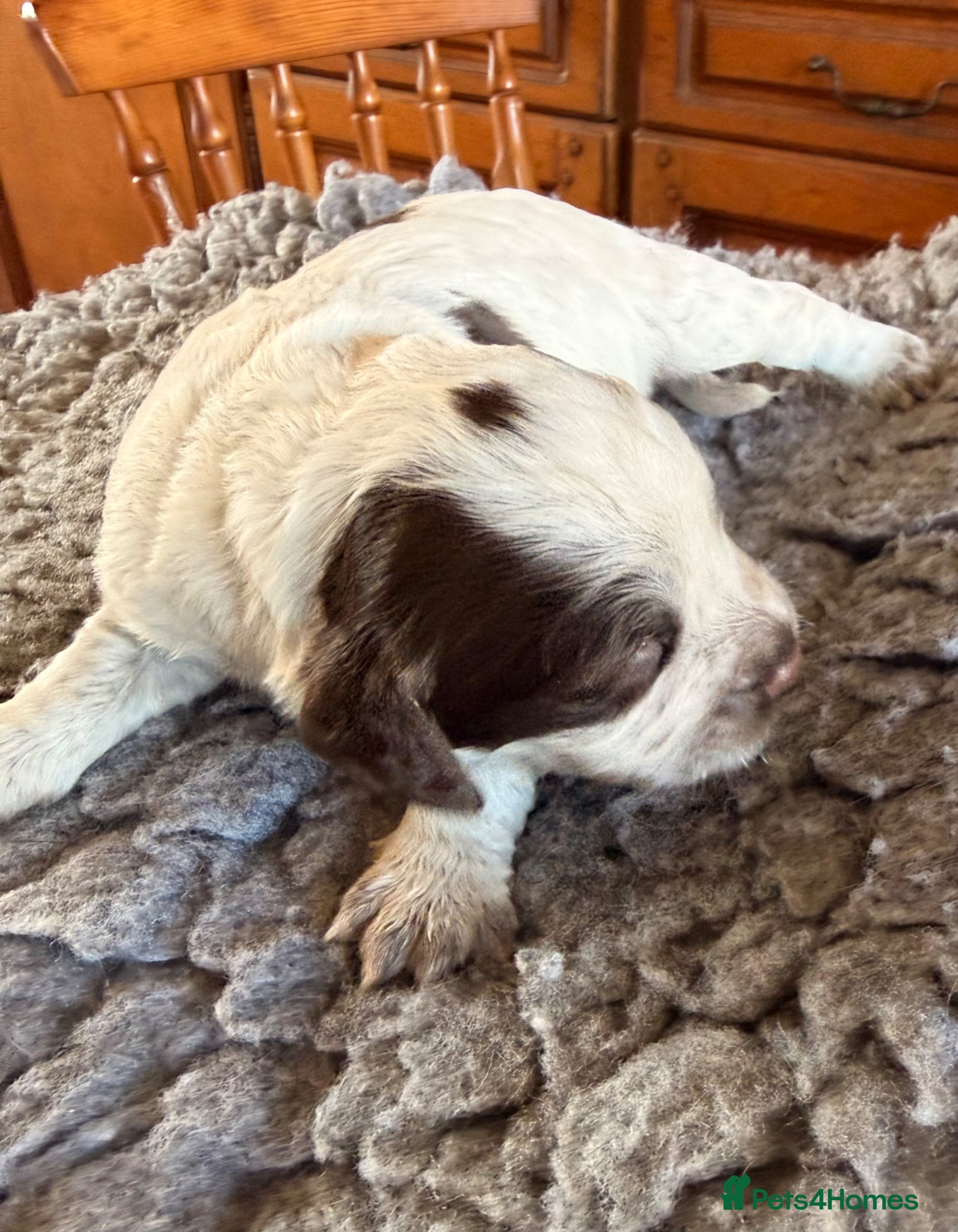 Cocker Spaniel dogs Beautiful roan cocker spaniels for sale - Advert 2