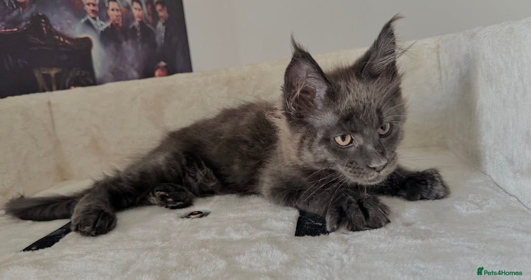 Maine Coon cats for sale: Mainecoon kittens Reduced! - Image 5
