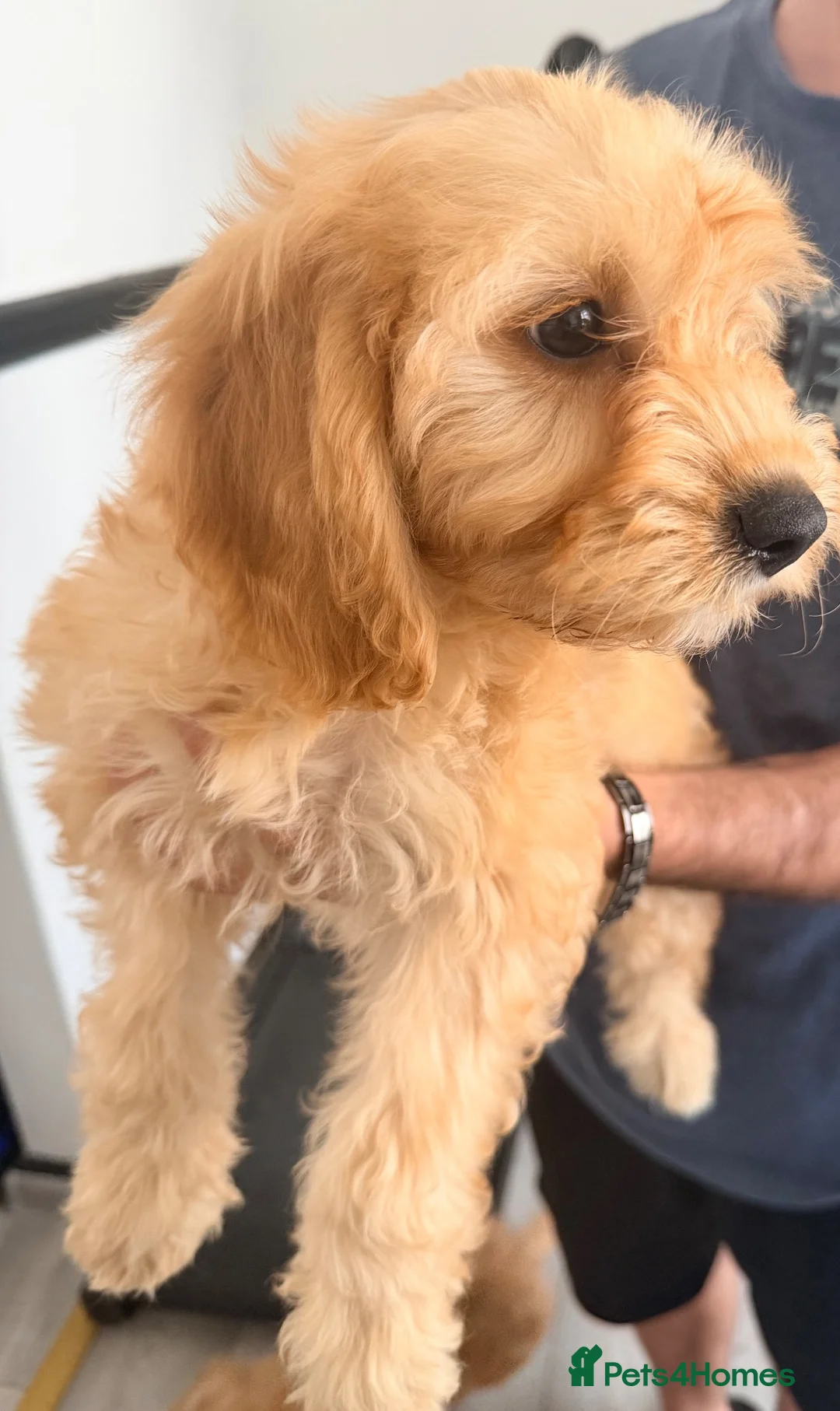 Cavapoo dogs for sale: Cavapoos F1 one last puppy available  - Advert 2