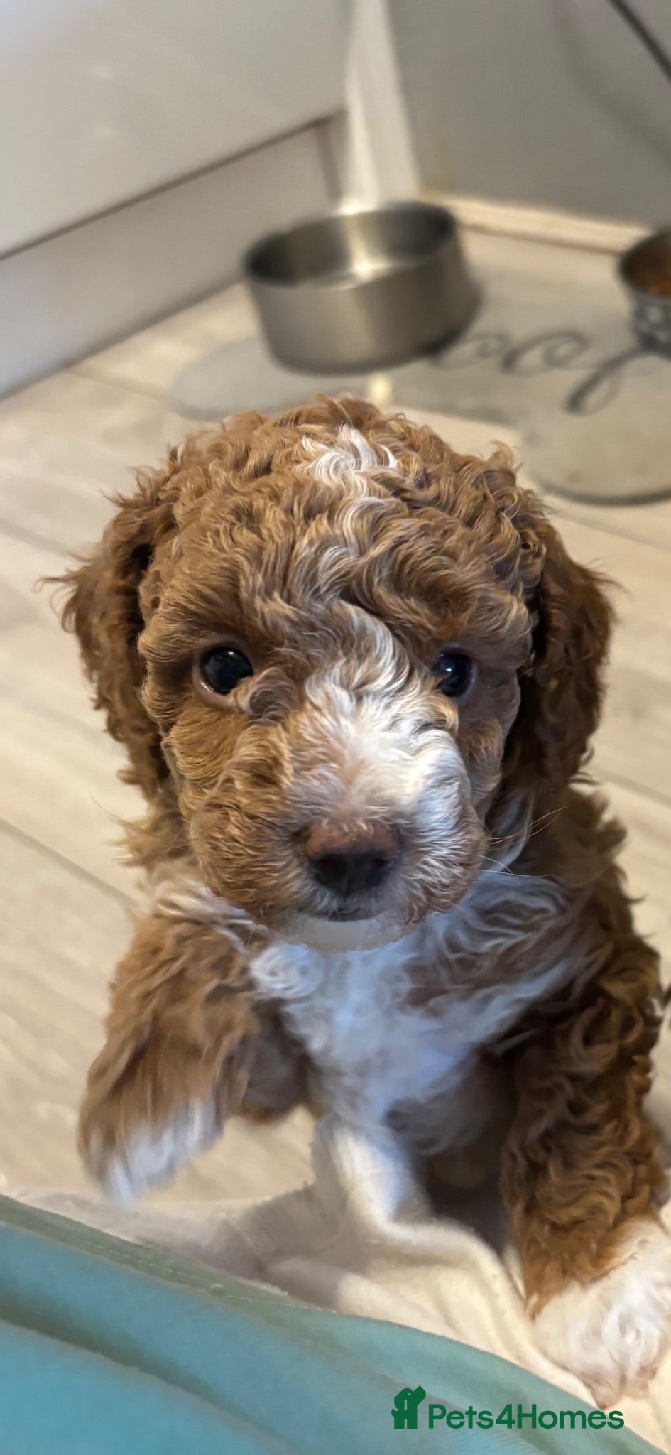 Poochon dogs Three beautiful girls 🩷🩷 ONE RESERVED!! - Advert 17