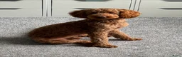 Toy Poodle dogs for stud: KC Pedigree Red Toy Poodle for Stud - Advert 5