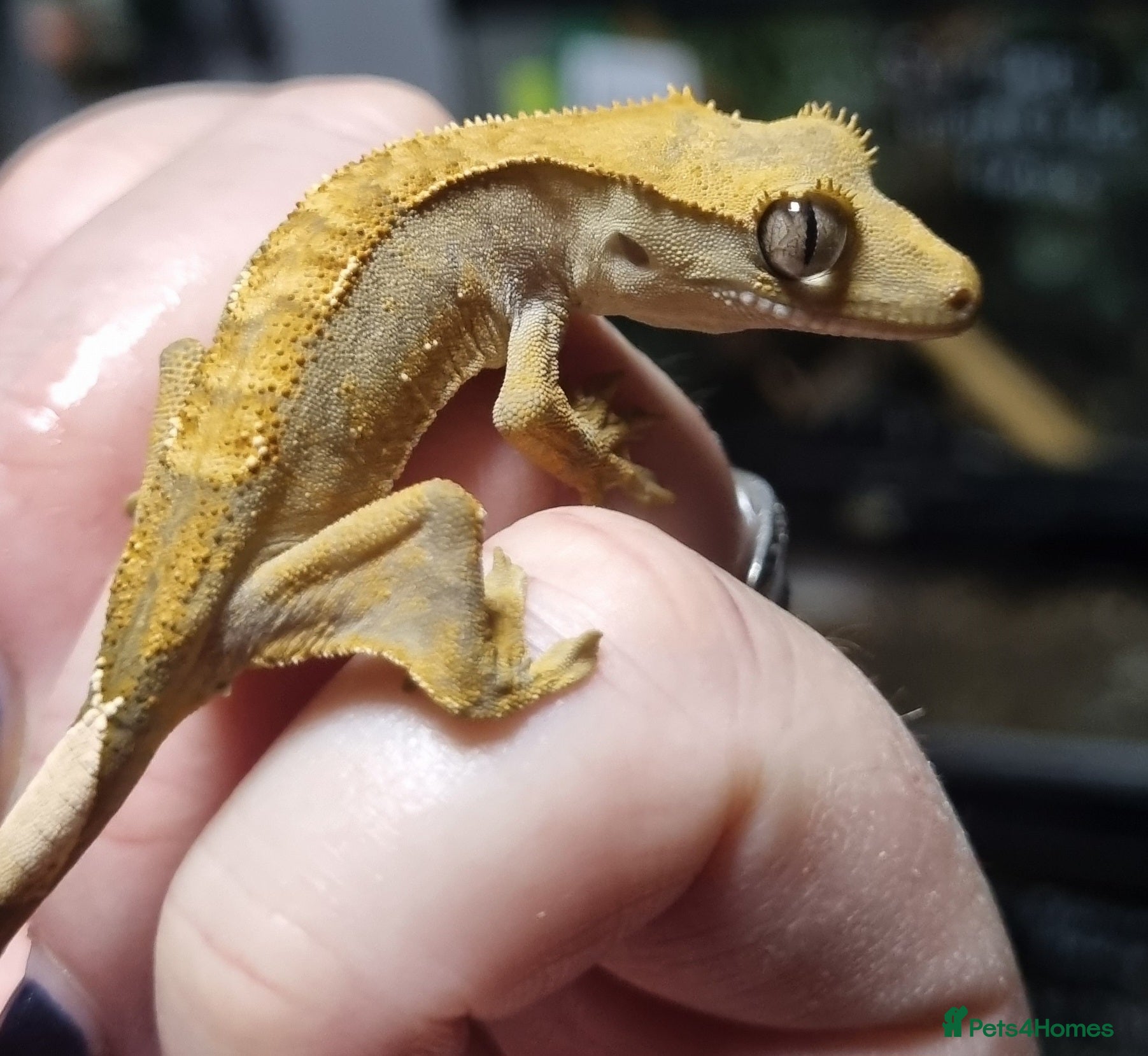 Gecko reptiles Crested gecko babies for sale  - Advert 10