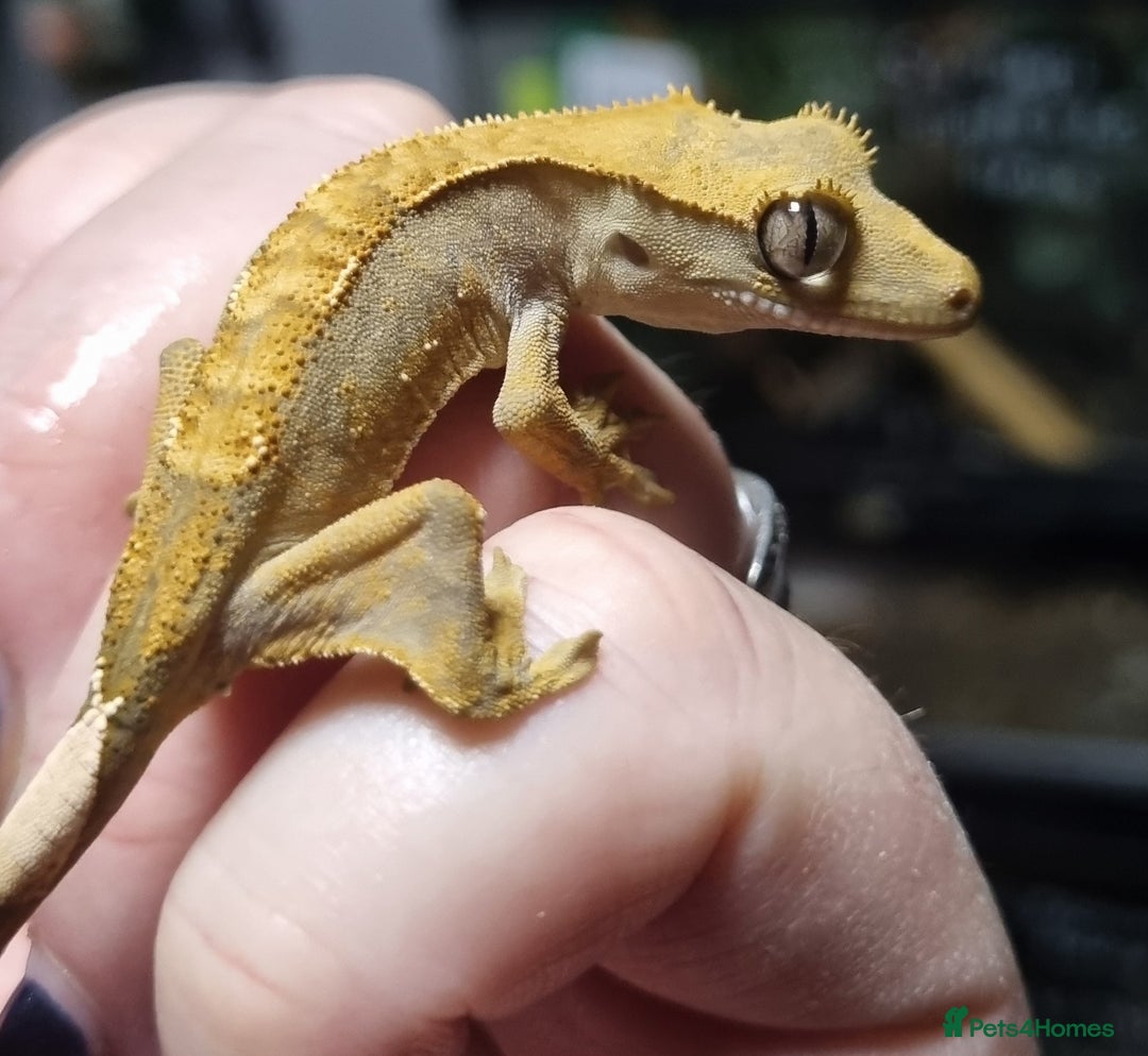 Gecko reptiles for sale: Crested gecko babies for sale  - Advert 1
