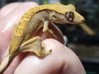 Gecko reptiles Crested gecko babies for sale - Advert 14