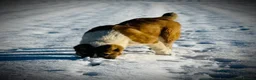 Central Asian Shepherd dogs for sale: Female central asian  - Advert 6