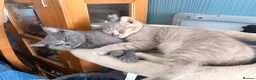British Shorthair cats for sale: Gorgeous British Shorthair kittens ready to leave. - Advert 9