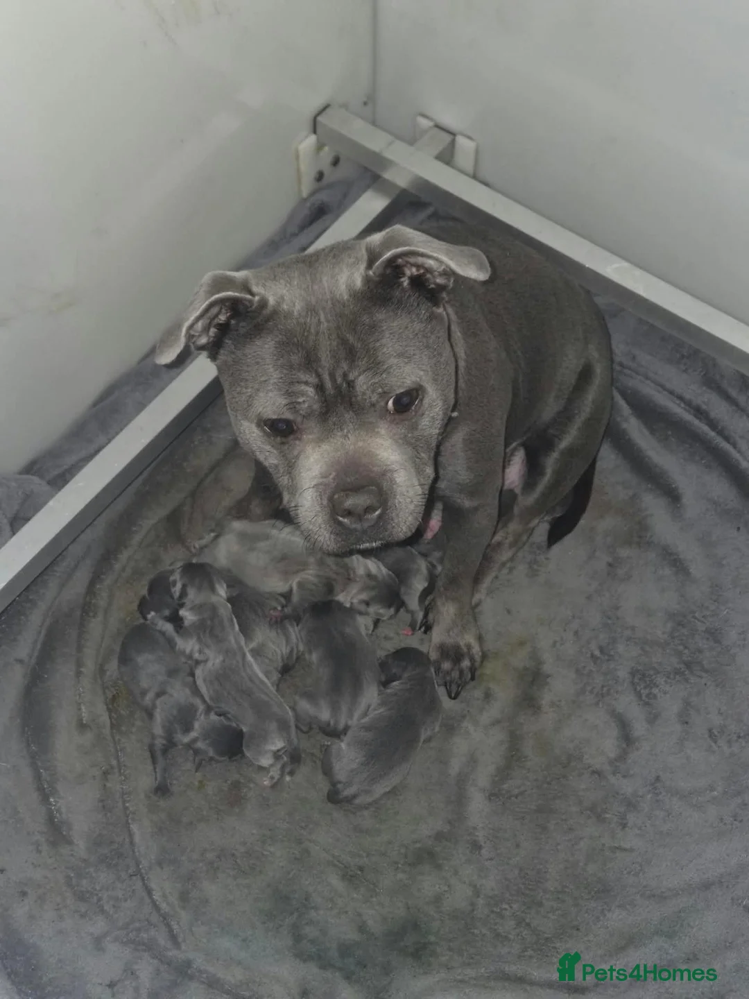 Staffordshire Bull Terrier dogs for sale: Kc Reg Chunky Girl - Advert 2