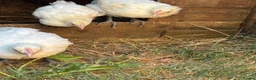 Chickens poultry for sale: 3 brasse chicks   - Advert 4