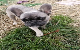 French Bulldog dogs for adoption: 💓🐶 MARGO, MISTY & MONTI💙 - Image 14