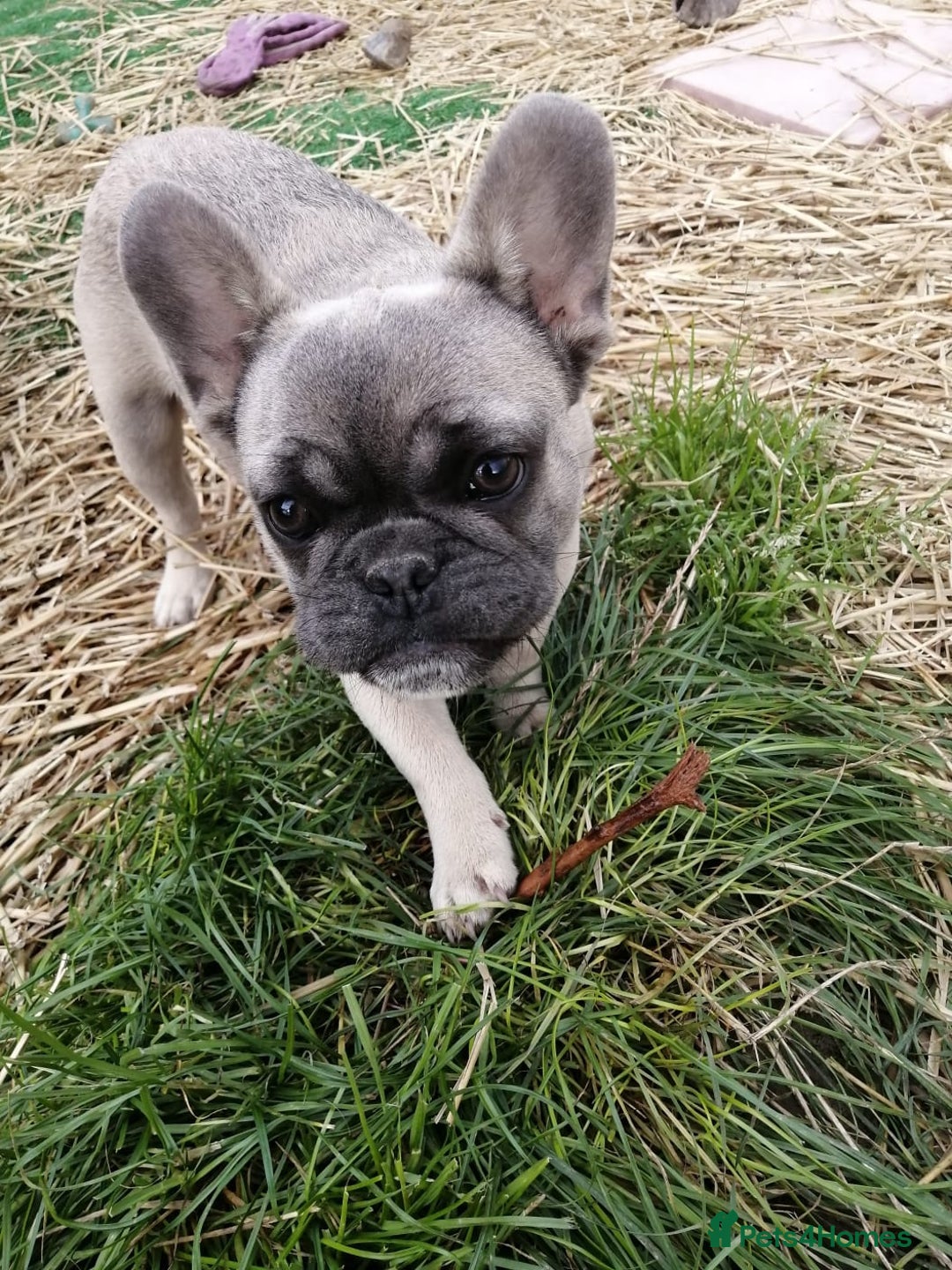 French Bulldog dogs for adoption: 💓🐶 MARGO, MISTY & MONTI💙 - Image 14