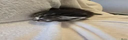 Mixed Breed cats for sale: Four adorable kittens looking for loving homes - Advert 6