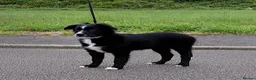 Mixed Breed dogs for sale: Sports/Performance bred puppies 3/4 ASD 1/4 WSD - Advert 4