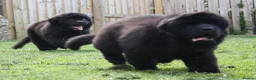 Newfoundland dogs for sale: Newfoundland Puppies in Carluke - Advert 8