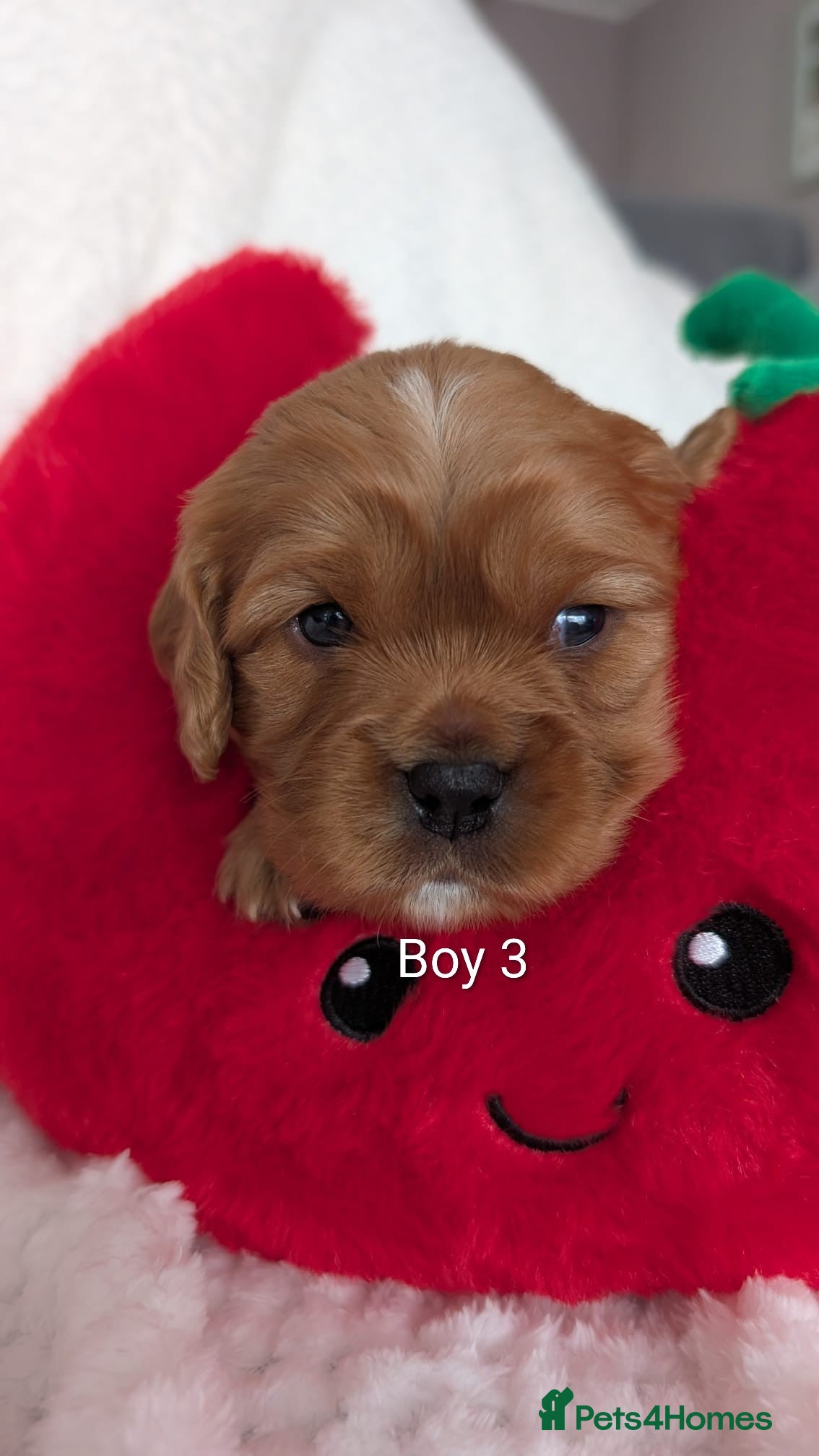 Cavalier King Charles Spaniel dogs for sale: Cavalier King Charles Stunning Puppies! in Aldershot - Advert 14