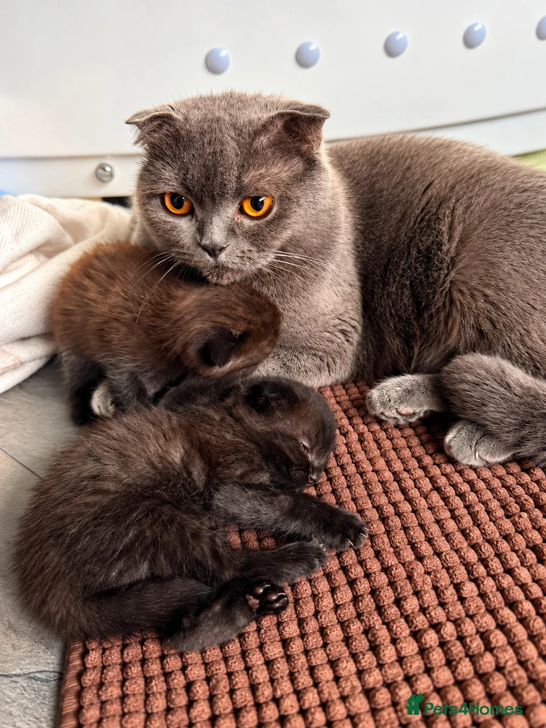 Scottish Fold cats for sale: One Beautiful Boy Kitten Available! 🩵 - Advert 2
