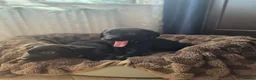 Labrador Retriever dogs for sale: KC registered Labrador Retriever puppies - Advert 12