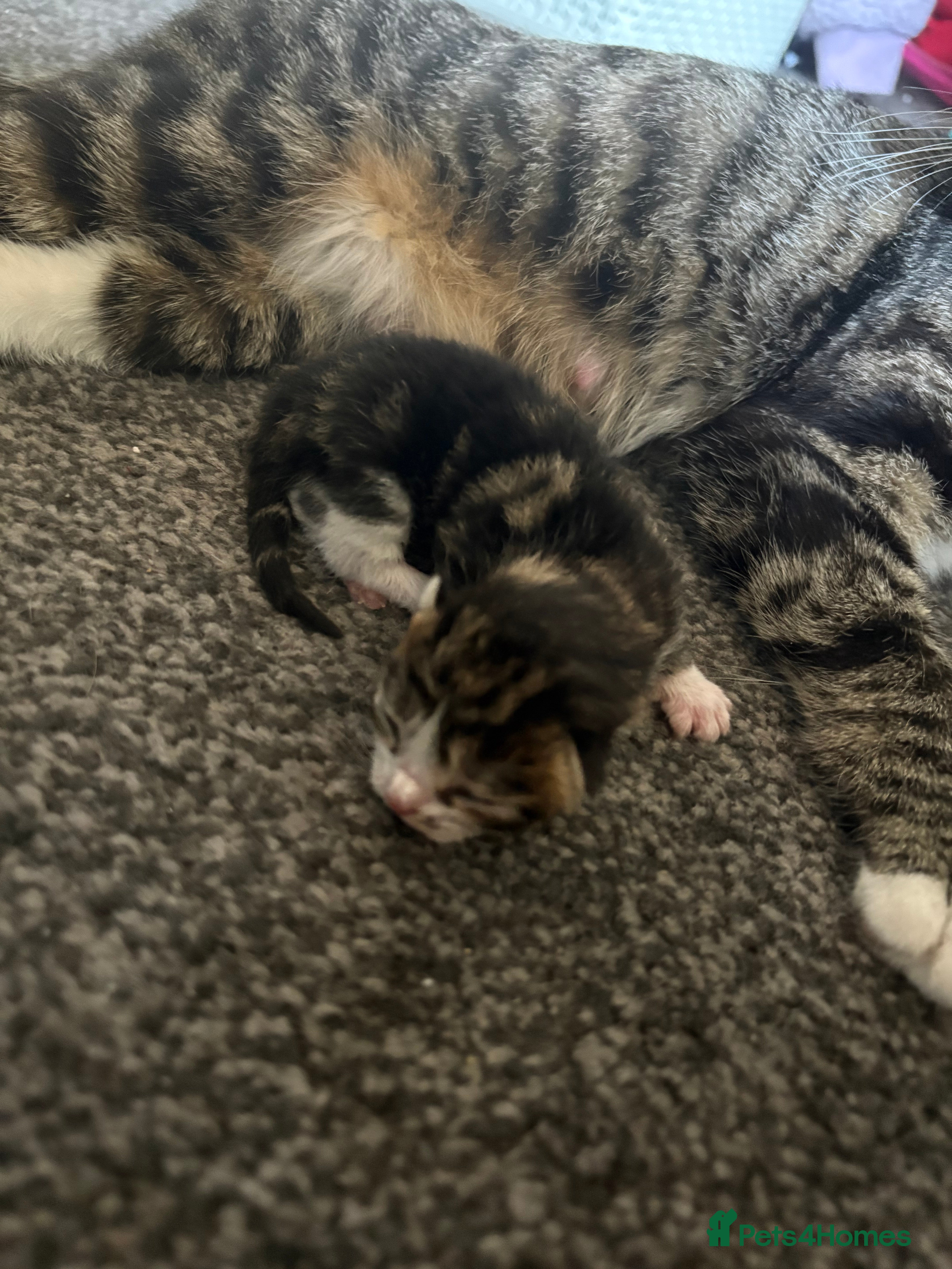 Mixed Breed cats 5 beautiful boys  - Advert 5