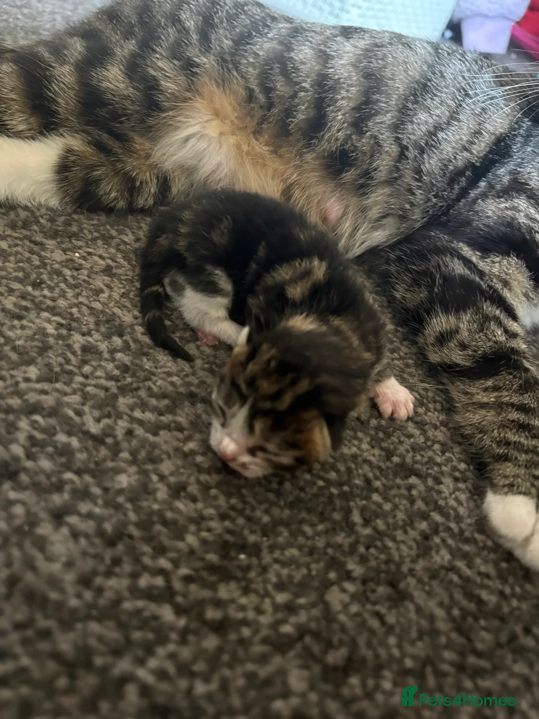 Mixed Breed cats for sale: 5 beautiful boys  in Preston - Advert 1