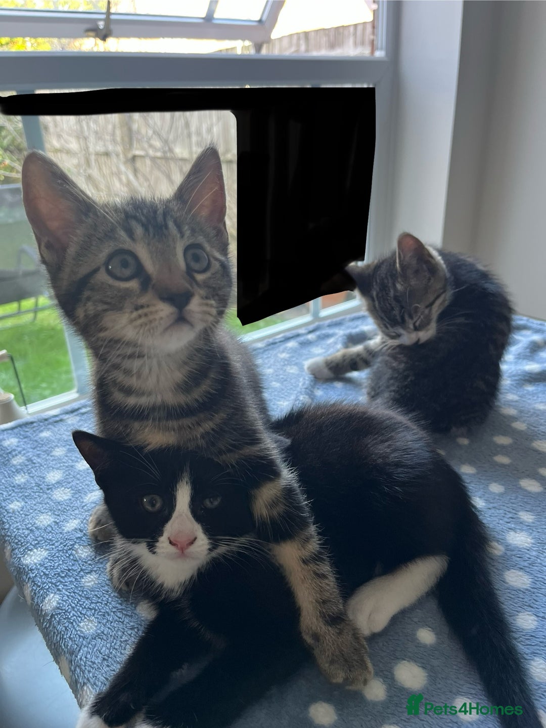 Mixed Breed cats for sale: 4 x Beautiful Adorable Kittens *Ready Now* - Image 18