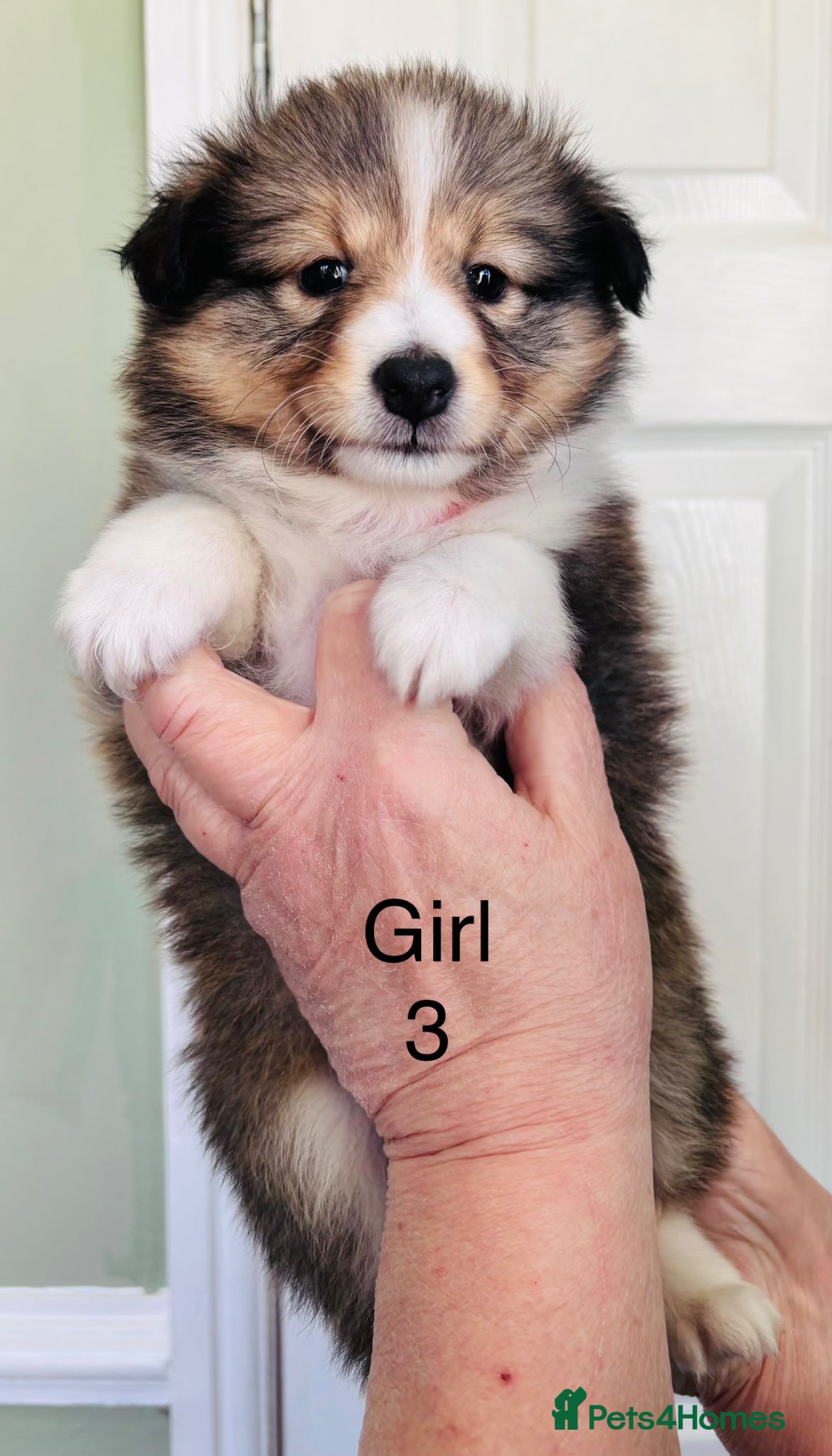 Shetland Sheepdog dogs sable and white Shetland sheepdog puppies  - Advert 5