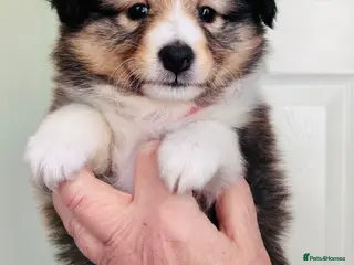 Shetland Sheepdog dogs sable and white Shetland sheepdog puppies - Advert 5