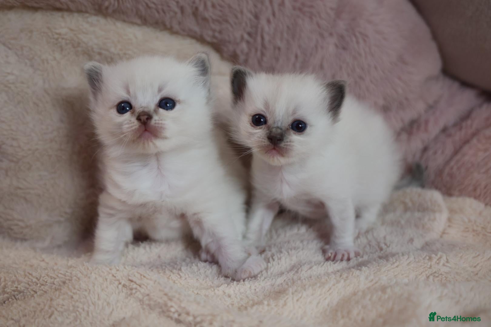 Ragdoll cats GCCF Ragdoll kittens. Lynx, Blue point. - Advert 1