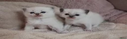Ragdoll cats for sale: GCCF Ragdoll kittens. Lynx, Blue point. in Basingstoke - Advert 1