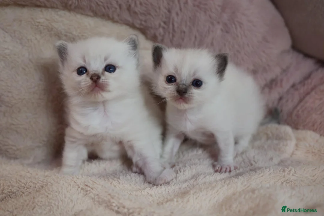 Ragdoll cats for sale: GCCF Ragdoll kittens. Lynx, Blue point. in Basingstoke - Advert 1