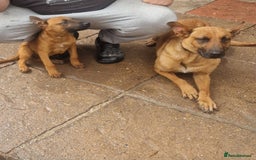 Belgian Shepherd Dog dogs for sale: Belgium malinois puppy  - Image 4