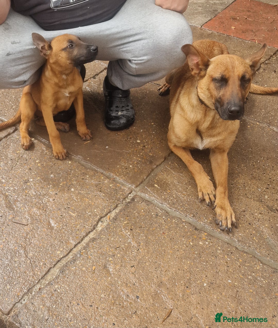 Belgian Shepherd Dog dogs for sale: Belgium malinois puppy  - Image 4