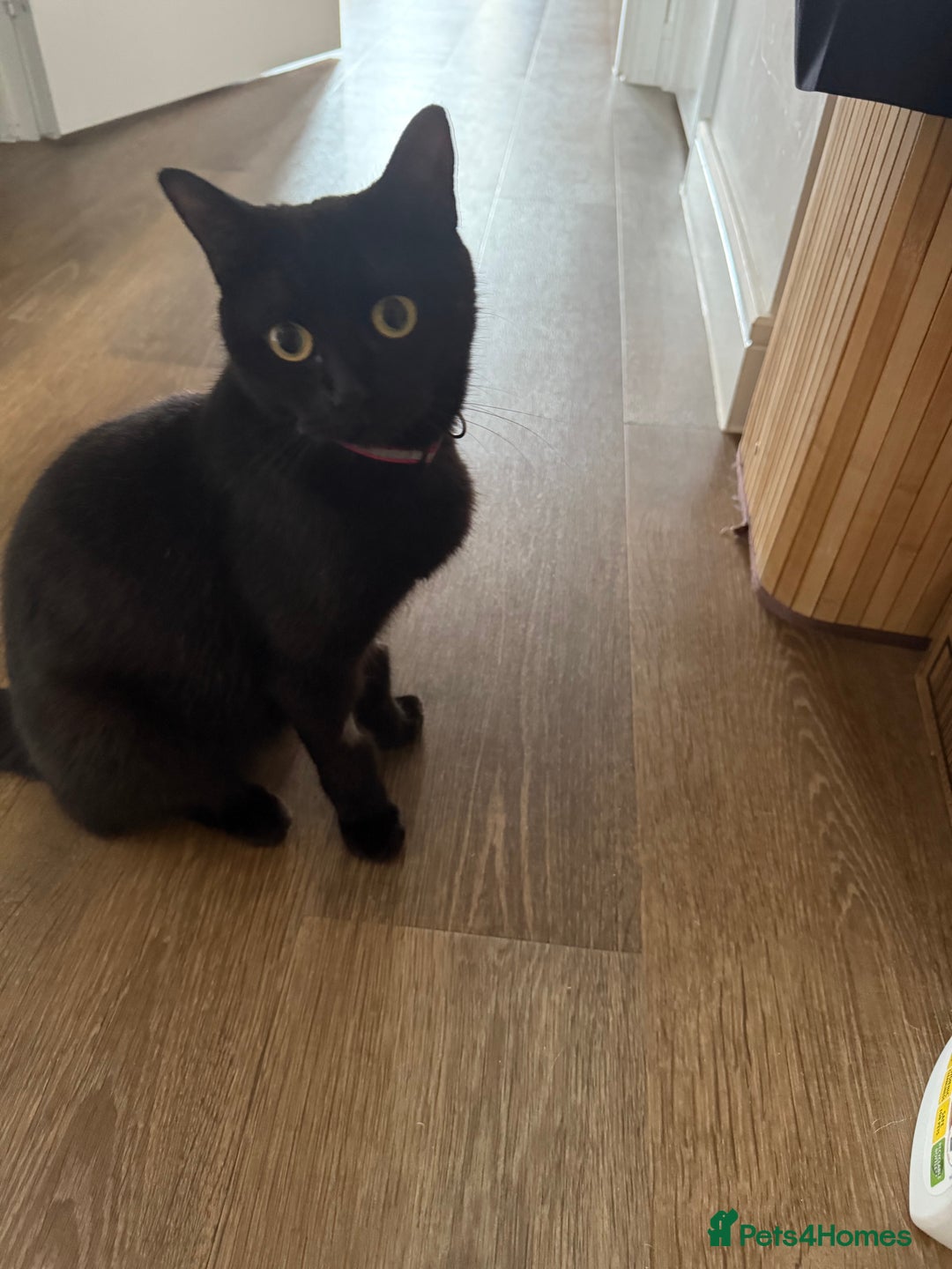 British Shorthair cats for sale: last 3 small beautiful kitties - Image 4