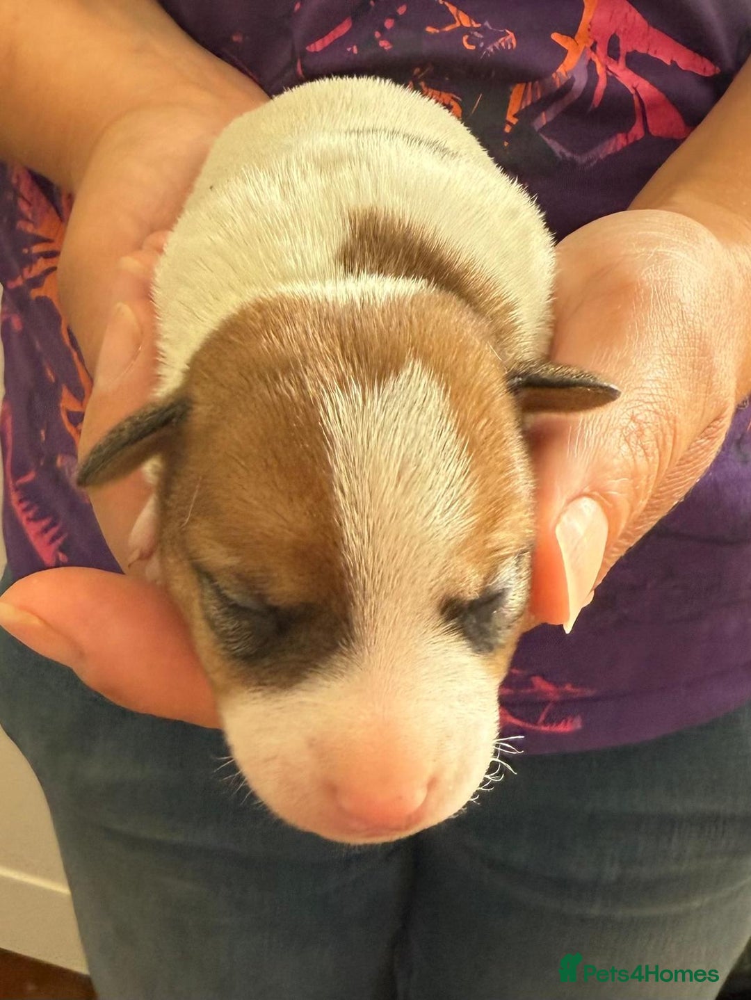 Jack Russell dogs for sale: Bred From Health Tested Parents - Image 8