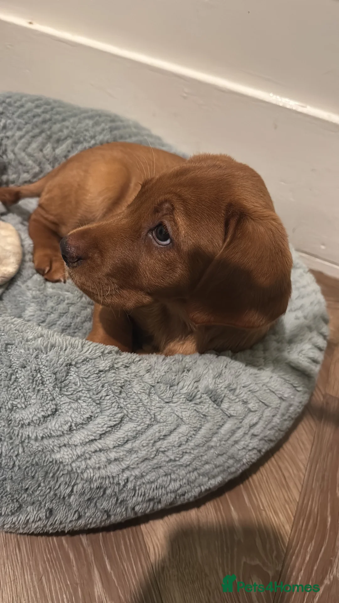 Labrador Retriever dogs for sale: Stunning female lab pup  in Liverpool - Advert 5