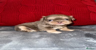 Shih Tzu dogs - Advert 15